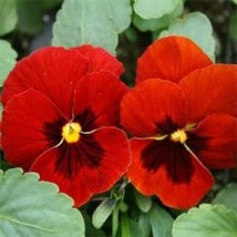 Lima Ja 30 Pansy Flower Seeds / Fragrant Perennial 90 % Germination Rate - £8.82 GBP