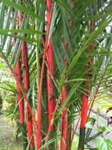 50 Costa Rico Red Moso Bamboo Seeds Privacy Climbing Seed Shade - $12.98