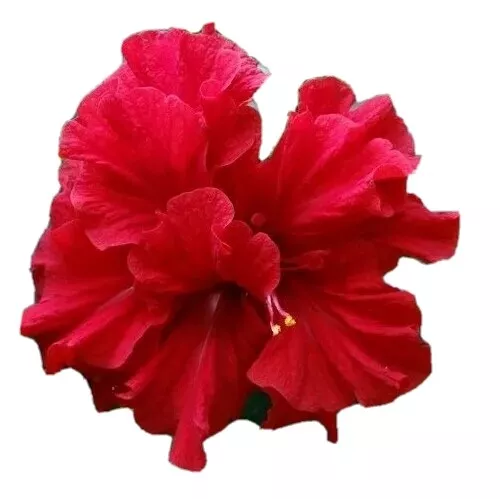 DOUBLE RED HIBISCUS~WELL ROOTED STARTER LIVE PLANT 5 TO 7 INCHES TALL US... - £18.19 GBP