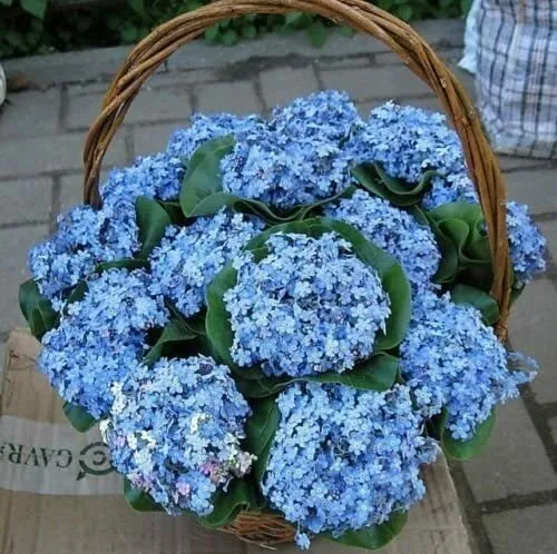 Organic Flower Seeds Alpine Forget Me Not Blue (Myosotis alpestris) 100 ... - $14.78