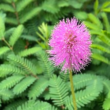 20 Sensitive Mimosa Seeds New Fresh Seeds USA - $13.30