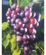 Black Supreme Muscadine Grape 1Gal Vine Plants Vines Plant Grapes Vineya... - $33.90