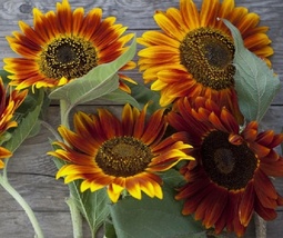 30 Seeds Sunflower Vibrant Heirloom Blooms Autumn Beauty Variety - £10.27 GBP