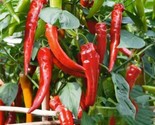 25 Hot Cowhorn Pepper Seeds Non Gmo Fresh  Heirloom Fast Shipping - $8.99