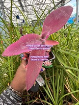 Beautiful Purple Queen Setcreasea 4 in nursery pot trailing succulent-es... - $186.81 MXN