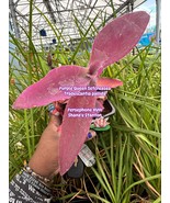Beautiful Purple Queen Setcreasea 4 in nursery pot trailing succulent-es... - $13.84 CAD