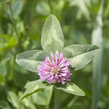 Ship From Us Organic Alsike Clover Seeds ~ 2 Lb Seeds -NON-GMO, Cover Crop, TM11 - £72.90 GBP