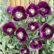 100 Seeds Laurens Grape Poppy Flower - £7.65 GBP