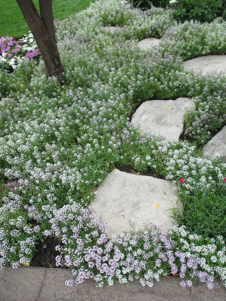 120 Seeds Alyssum Snow White Perennial And Fast Annual Flower - £7.78 GBP