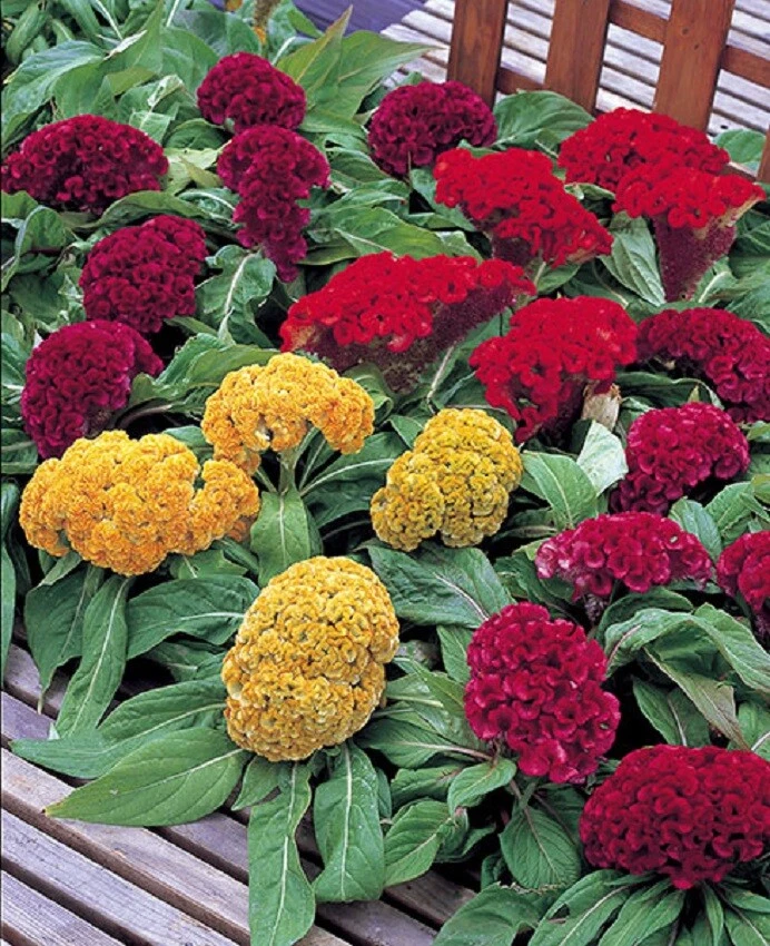 Celosia Seeds Armor Mix 50 Seeds - $12.77