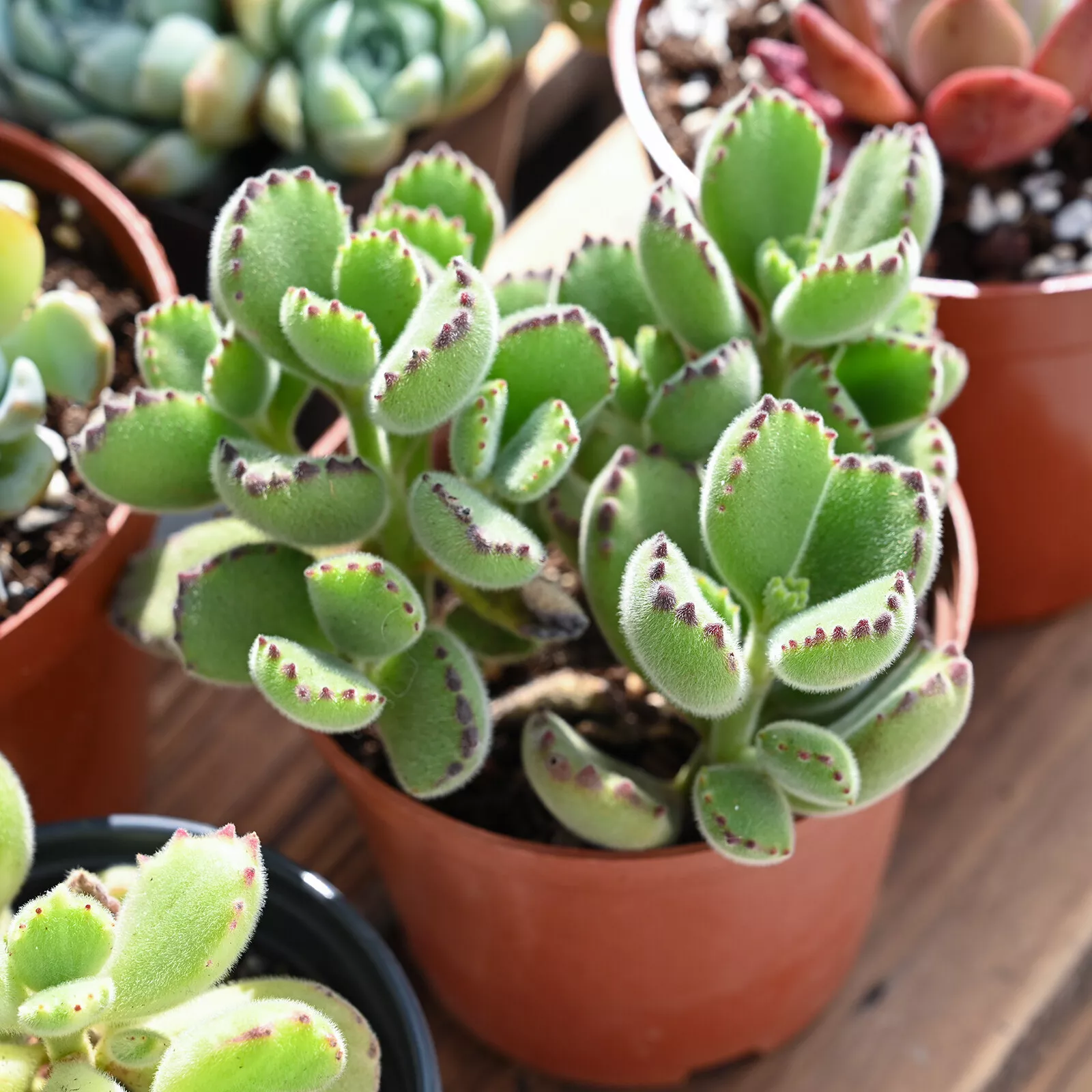 Live Cotyledon Tomentosa Variegated (Bear&#39;s Paw) Fully Rooted in 4&#39;&#39; Pla... - $34.00
