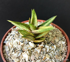 Gasteraloe Cv Helen Haage Variegated Rare Gasteria Aloe Succulent 4&quot; Pot Plant - £15.71 GBP