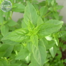 BELLFARM Heirloom Lime Basil (Ocimum Basilicum) Seeds 20 Seeds Lime scented gree - $6.99