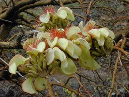 Grow In US 10_Seeds Adenanthera pavonina False Wiliwili Red-Bead Tree - £12.70 GBP