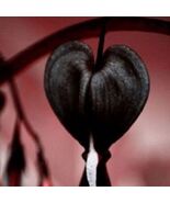 25 Black Bleeding Heart Seeds Flowers Perennial Flower Seed - $13.98