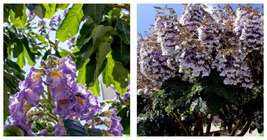 Royal Empress Tree Seeds (Paulownia tomentosa) Purple Flowers Seeds 200 Seeds - £13.29 GBP