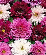0 SEEDS Cosmos Coreopsis Double Petals Dark Red White Pink Hybrid Mix Pe... - $9.98