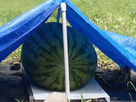 5 Competition Giant Watermelon-1357 - £3.12 GBP