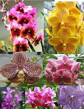 AF - 4 Live Orchid choose Cattleya, Oncidium, Vanda, Dendrobium,Phalaenop  - £55.62 GBP