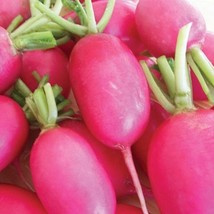 USA SELLER Lady Slipper Radish Seeds Fast Shipping - $9.80