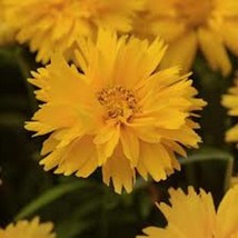 Coreopsis Double The Sun Professional Grower 50 Seeds Fast Shipping - $15.75