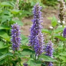 Purple Giant Hyssop 200 Seeds Free Shipping - $75.58 MXN
