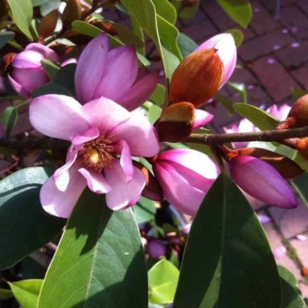 Fairy Blush Michelia Doltsopa Magnolia Tree Pink Fragrant Blooms Well Rooted Fre - $119.98