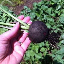 Heirloom Rare Black Small Fruit Radish with White meat 50 seed turnip vegetable - £23.65 GBP