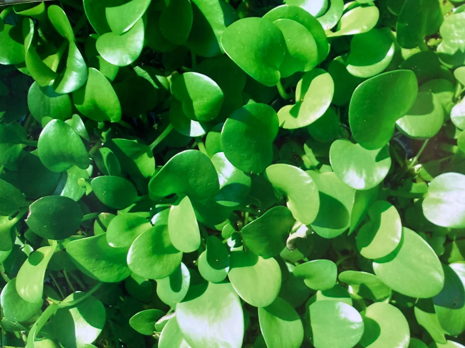 50 Leaves Frog Bit - $22.00