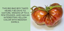 GIB 50 Seeds Easy To Grow Big Rainbow Tomato Juicy Vegetable Tomatoes - £7.19 GBP