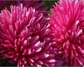 Easy to Grow 50+ Aster Flower Seeds - Gremlin Dark Rose A465 - $5.68