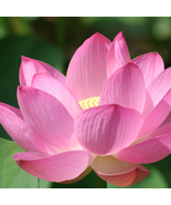 ymphaea Eldorado Asian Pink Lotus Pad Flower Pond - 1 Seeds - $5.63