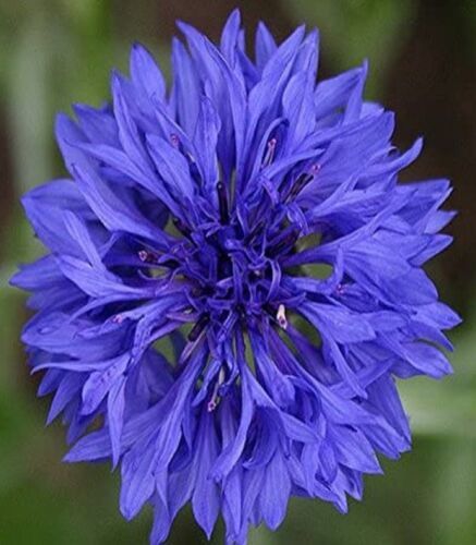 Cornflower Bachelor Button Blue Dwarf 200 Seeds - $6.00