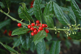 Evergreen Established Rooted 3.5&quot;Potted -Nellie R Stevens Holly Tree - 12 Plants - £132.46 GBP