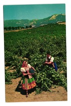 Vintage Postcard Italian Swiss Colony Vineyard Asti Sonoma County California - £7.59 GBP