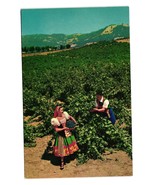 Vintage Postcard Italian Swiss Colony Vineyard Asti Sonoma County Califo... - £7.47 GBP