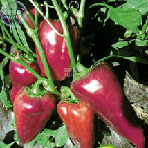 Purple Hot Chile Pepper Vegetable Seeds 10 Seeds Garden - $6.22