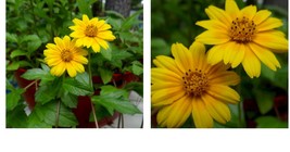 Live Plant Vine Cuttings 10 Creeping Daisy Singapore Yellow Flowers Dots Wedelia - £27.07 GBP