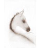 Snow White by Robert Dawson Portrait of White Horse Canvas Giclee Open E... - $246.51