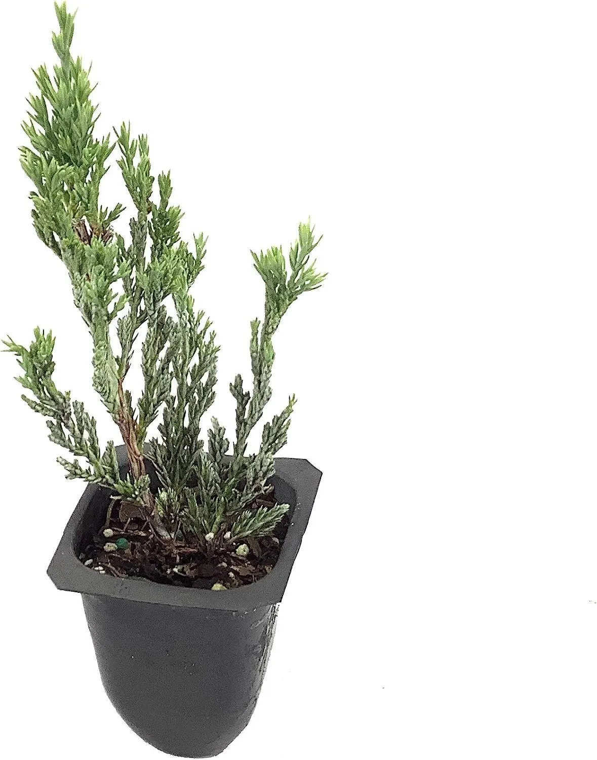 Hughes Juniper Live Plants Juniperus Horizontalis Drought Tolerant Cold - $40.77