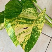 Live BIG Giant Golden Pothos (Epipremnum) live plant 2&#39;-3&#39; feet tall - £70.90 GBP