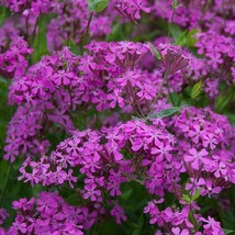 USA Non GMO 1000 Seeds Catchfly None-So-Pretty Purple Flower Rock Gardens Butter - £7.22 GBP