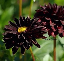 DAHLIA BLACK BEAUTY SEEDS+EXQUISITE+TRUSTED SELLER - £11.00 GBP