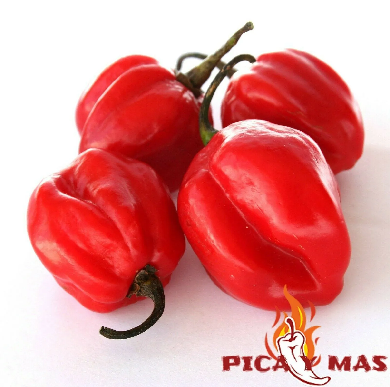 30 Seeds Caribbean Red Very Hot Pepper Chili Chile Red Caribbean - £7.80 GBP