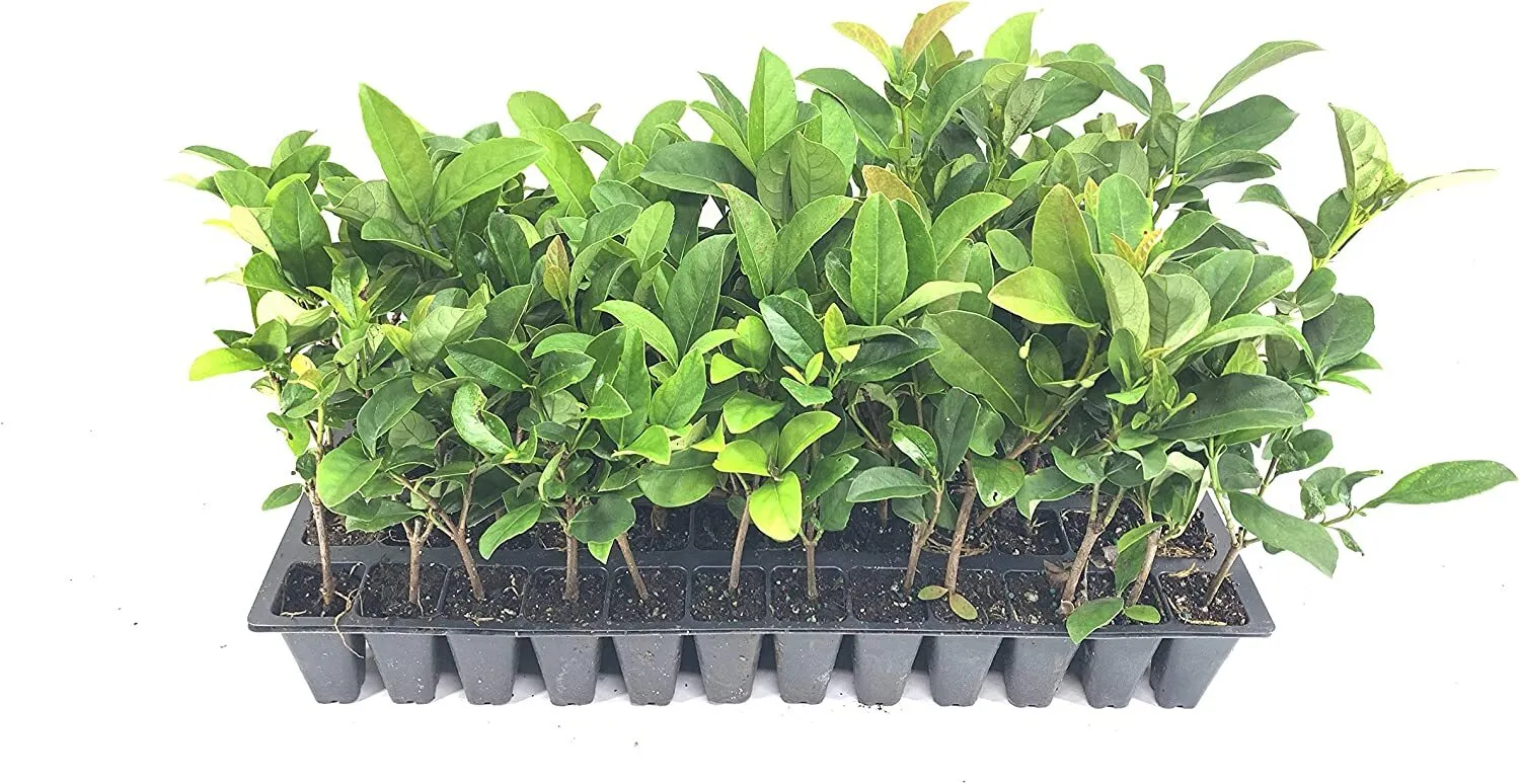 Sweet Viburnum Odoratissimum Live Plants Fast Growing Hedge Shrub - £32.07 GBP