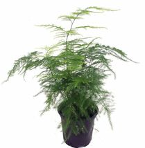 4&quot;Pot Fern Leaf Plumosus Asparagus Live Plant Fern Great Houseplant Easy to Grow - £40.75 GBP