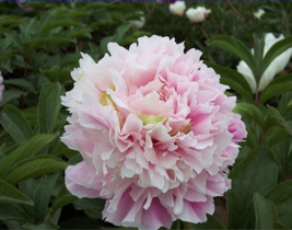 New Double Pink Peony Flower with Green Pot Plant Seeds, Professional Pa... - £8.78 GBP