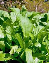 Mustard Greens Seed, Old Fashioned Green, Heirloom, Organic, Non Gmo, 25+ Seeds, - £1.55 GBP