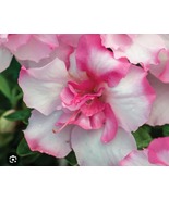 Encore Autumn Kiss, Azalea Deciduous, Well Rooted Starter Plant - $51.99