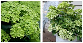 4&quot; Pot - FairyTrail Green Hydrangea- Green Blooms - Gardening - $46.99